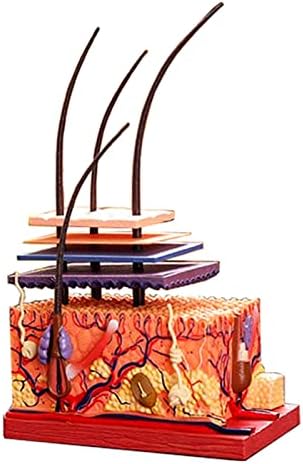 Human Hair Structure: Cuticle, Cortex, Medulla Layers Educational Model