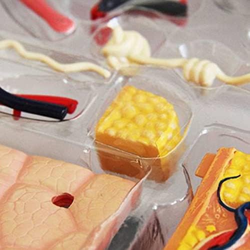 Human Hair Structure: Cuticle, Cortex, Medulla Layers Educational Model - Image 2