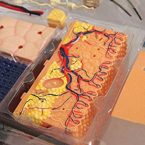 Human Hair Structure: Cuticle, Cortex, Medulla Layers Educational Model - Image 3