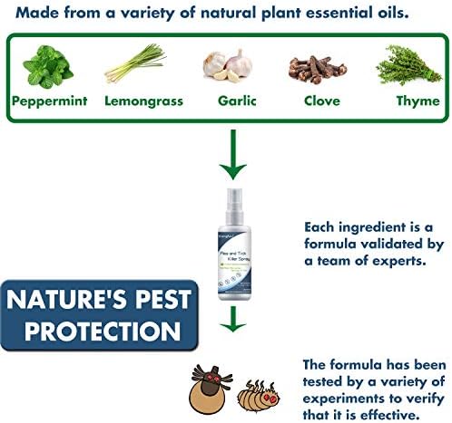 **Treating Fleas in Human Hair** - Image 4