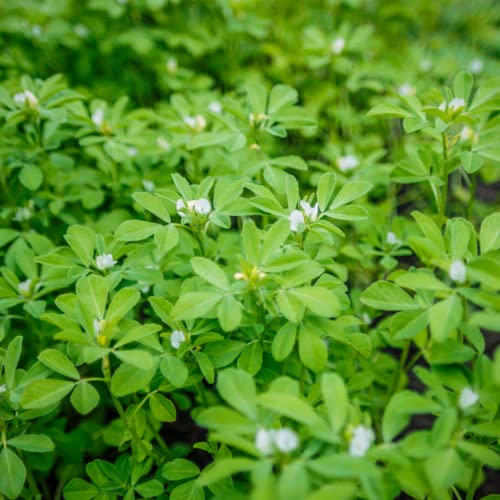 200g Natural Fenugreek Powder Hair Treatment for Healthier, Stronger Locks - Image 8
