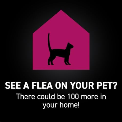 Fleas from Cats Can Infest Human Hair - Image 6