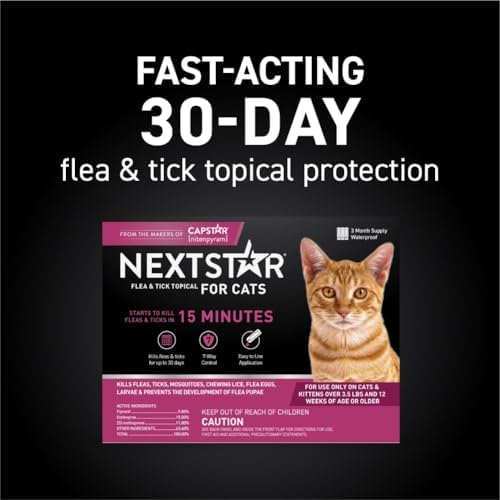 Fleas from Cats Can Infest Human Hair - Image 2