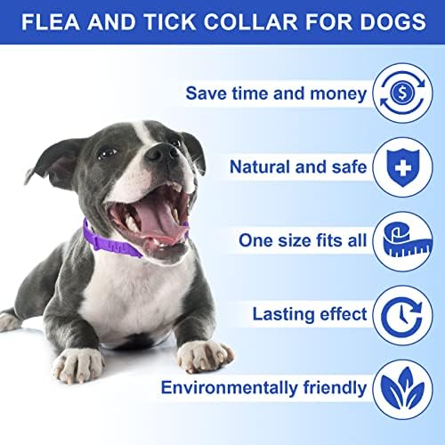Fleas from dogs can infest human hair. - Image 3