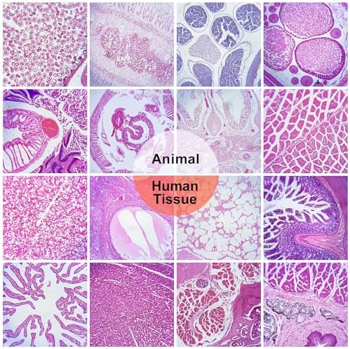 High Magnification Microscope for Detailed Hair Analysis 1000x - Image 6