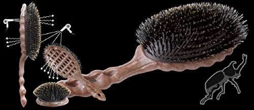 Gentle Styling Soft Boar Bristle Hairbrush with Ergonomic Handle and Durable Design - Image 2