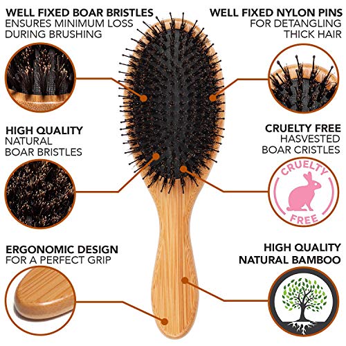 Belula Add Volume to Your Hair Set. Detangling Boar Bristle Hair Brush for Long, Curly or Any Type of Hair and Medium 2.4" Boar Bristle Round Brush for Blow Drying Set. Restores Hair's Shine and Ads Volume - Image 3