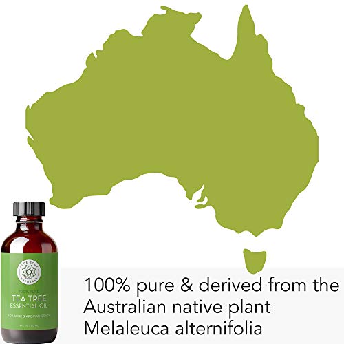 Tea Tree Essential Oil, 4 Fl Oz with Dropper - Undiluted Therapeutic Grade for Your Face, Skin, Hair and Diffuser - 100% Pure Melaleuca Oil for Acne, Toenails - by Pure Body Naturals - Image 4