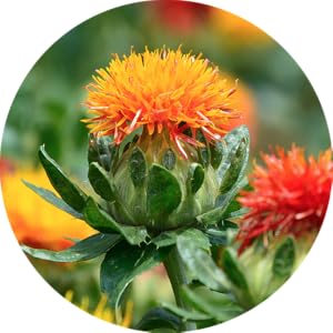 safflower oleosomes