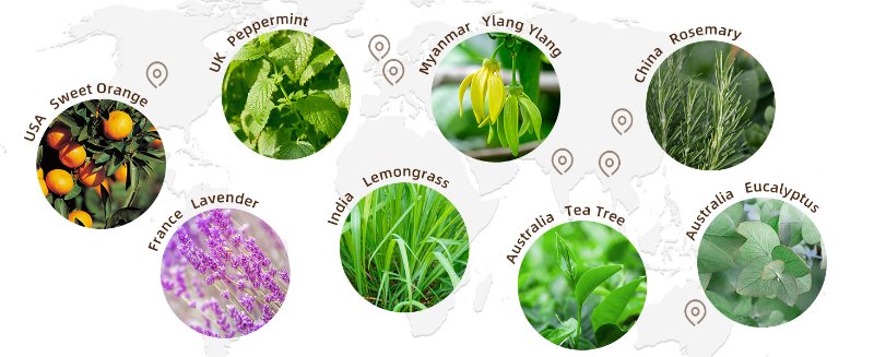 ASAKUKI Organic Essential Oils Set
