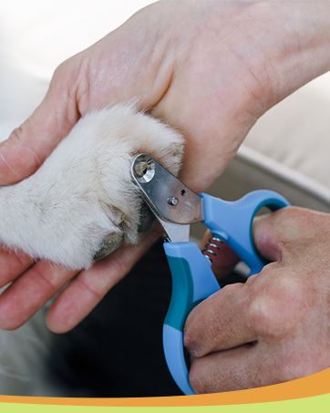 dog nails