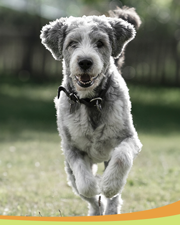 pet products