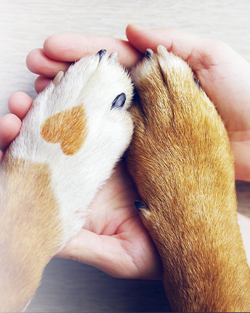 Designed for dogs in mind