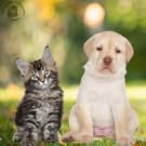 Puppy and Kitten Calcium Supplement