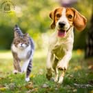 Cat and Dog Strong Bones