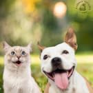 Dogs and Cats get Stronger Teeth with Eggshells