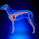 Dog Heart Calcium Support