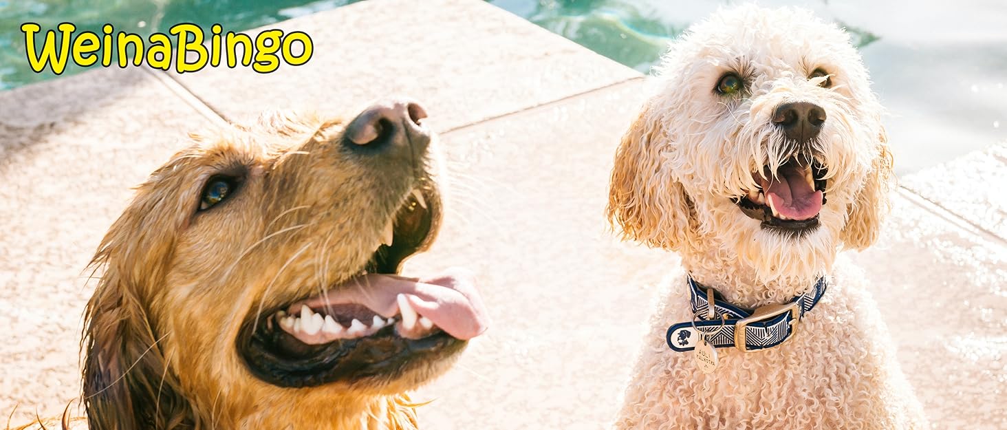 dog2