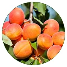 Apricot