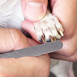 Clawmaster - Clipper - Handy Mini File