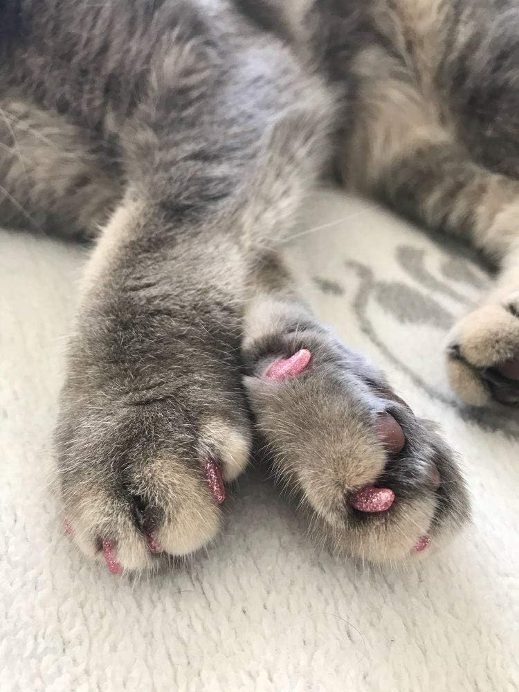 100pcs Cat Nail Caps/Tips Pet Cat Kitten Paws Covers Control Paws of 10 Nails Caps and 5Pcs Adhesive Glue 5 Applicator with Instruction - Image 5