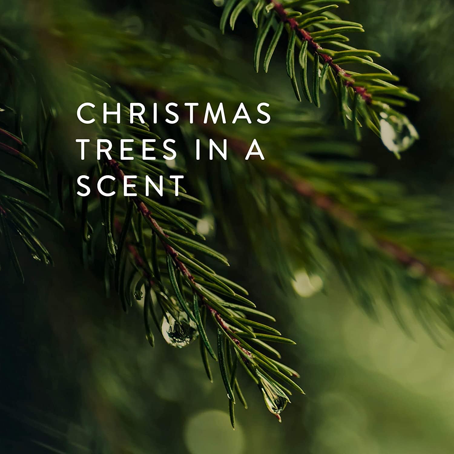 Thymes Heritage Pine Needle Candle - Scented Candle - Luxury Home Fragrance - Home Decor & Bathroom Accessories - Frasier Fir Pine Scent - 11.5 Oz - Frasier Fir - Image 8