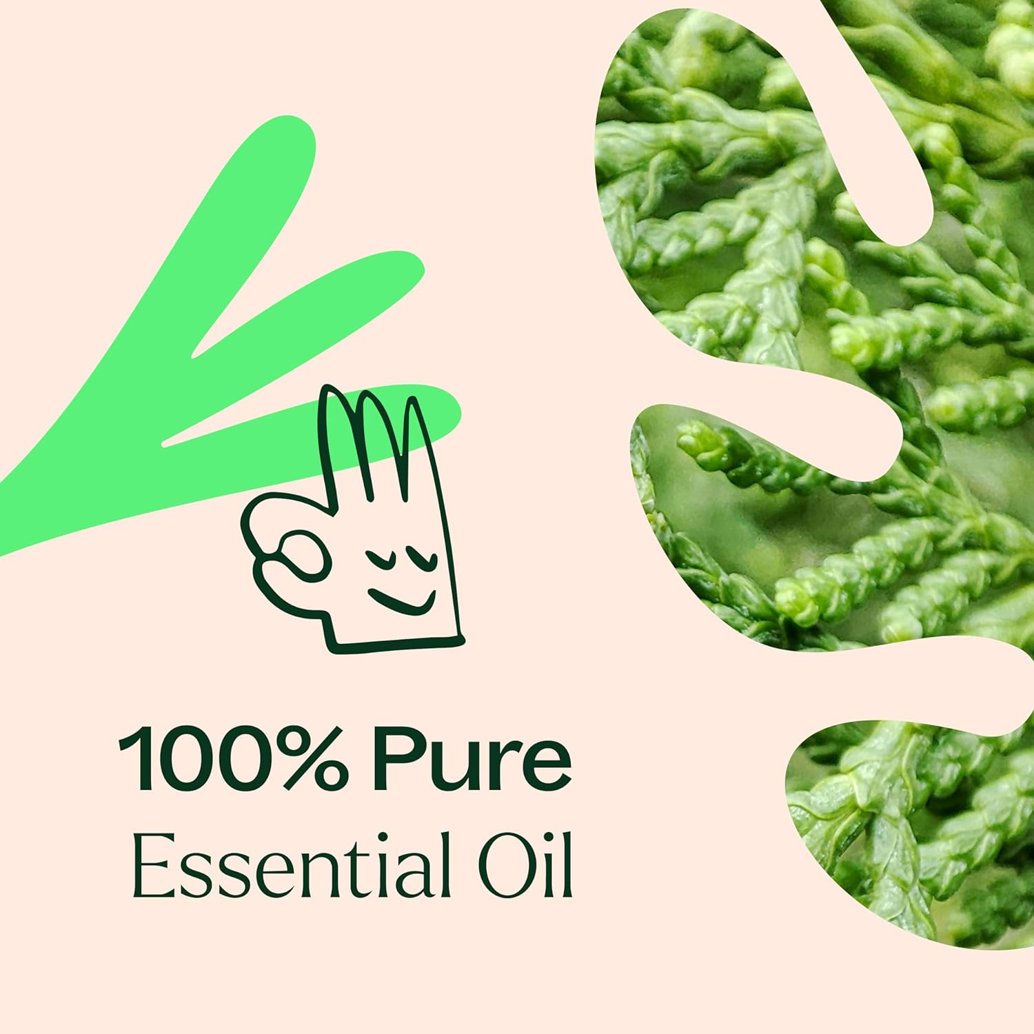 Plant Therapy Deodorizing Essential Oil Blend 10 mL 100% Pure Undiluted - Image 6