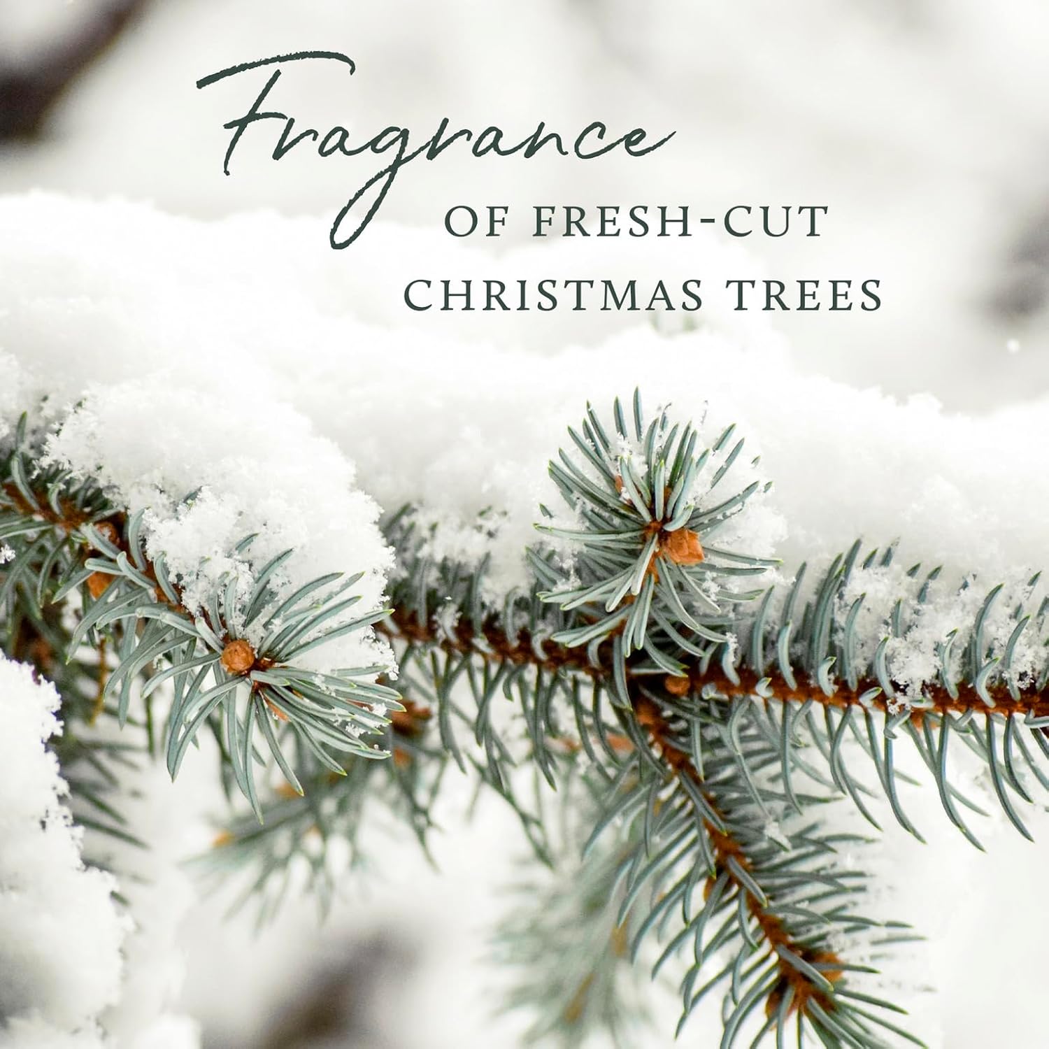 Thymes Heritage Pine Needle Candle - Scented Candle - Luxury Home Fragrance - Home Decor & Bathroom Accessories - Frasier Fir Pine Scent - 11.5 Oz - Frasier Fir - Image 5