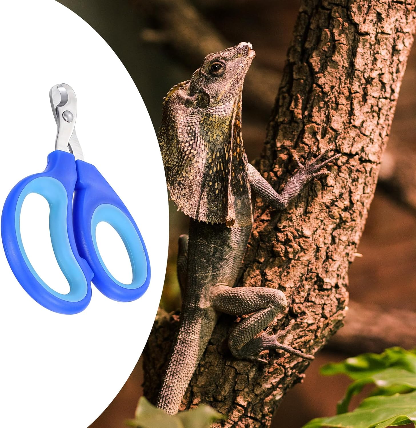 Stainless Steel Bearded Dragon Cat Nail Clippers, Pet Toe Nail Clippers Professional Grooming Supplies for Bird Small Reptiles Guinea Pig Dog Rabbit Turtle,Chameleon,Iguana - Image 7