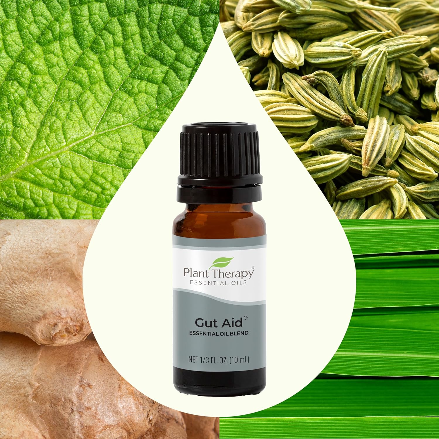 Plant Therapy Gut Aid Essential Oil Blend 10 mL 100% Pure Natural Aromatherapy for Stomach Relief - Image 3