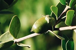 Organic Jojoba Oil