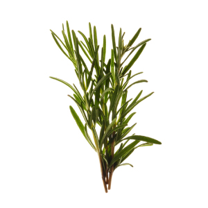 Tea Tree
