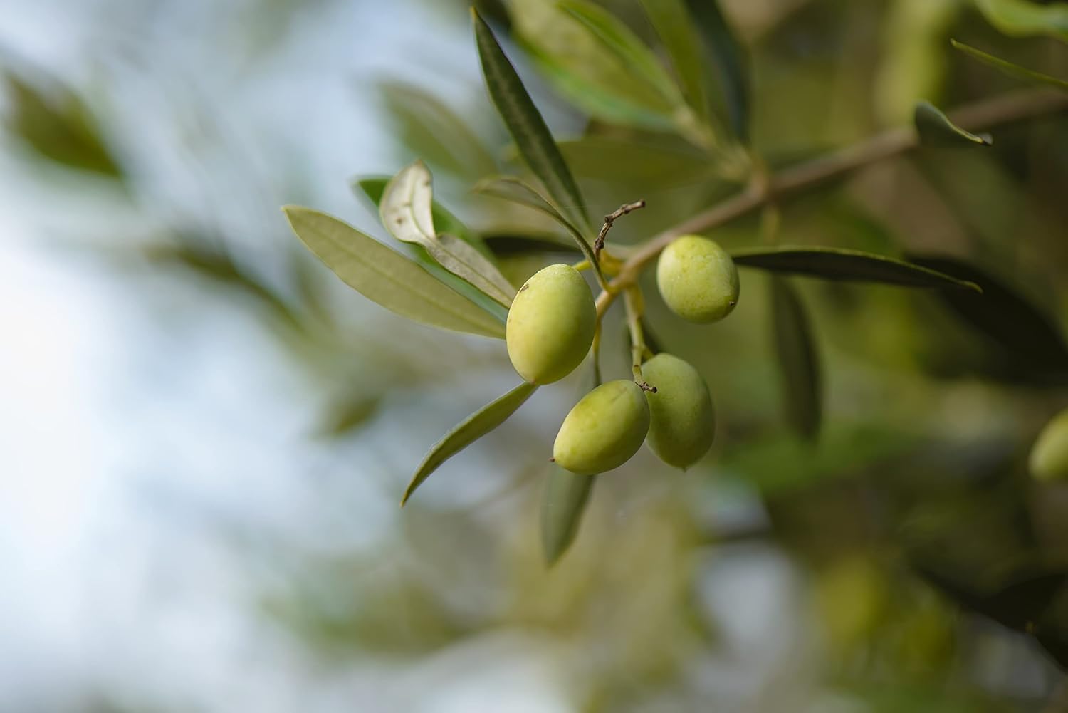 Nourishing Body Cream with Olive Oil and Pomegranate Extract, Hydrating Formula for Luxurious Feel - 7.05 fl oz - Image 3
