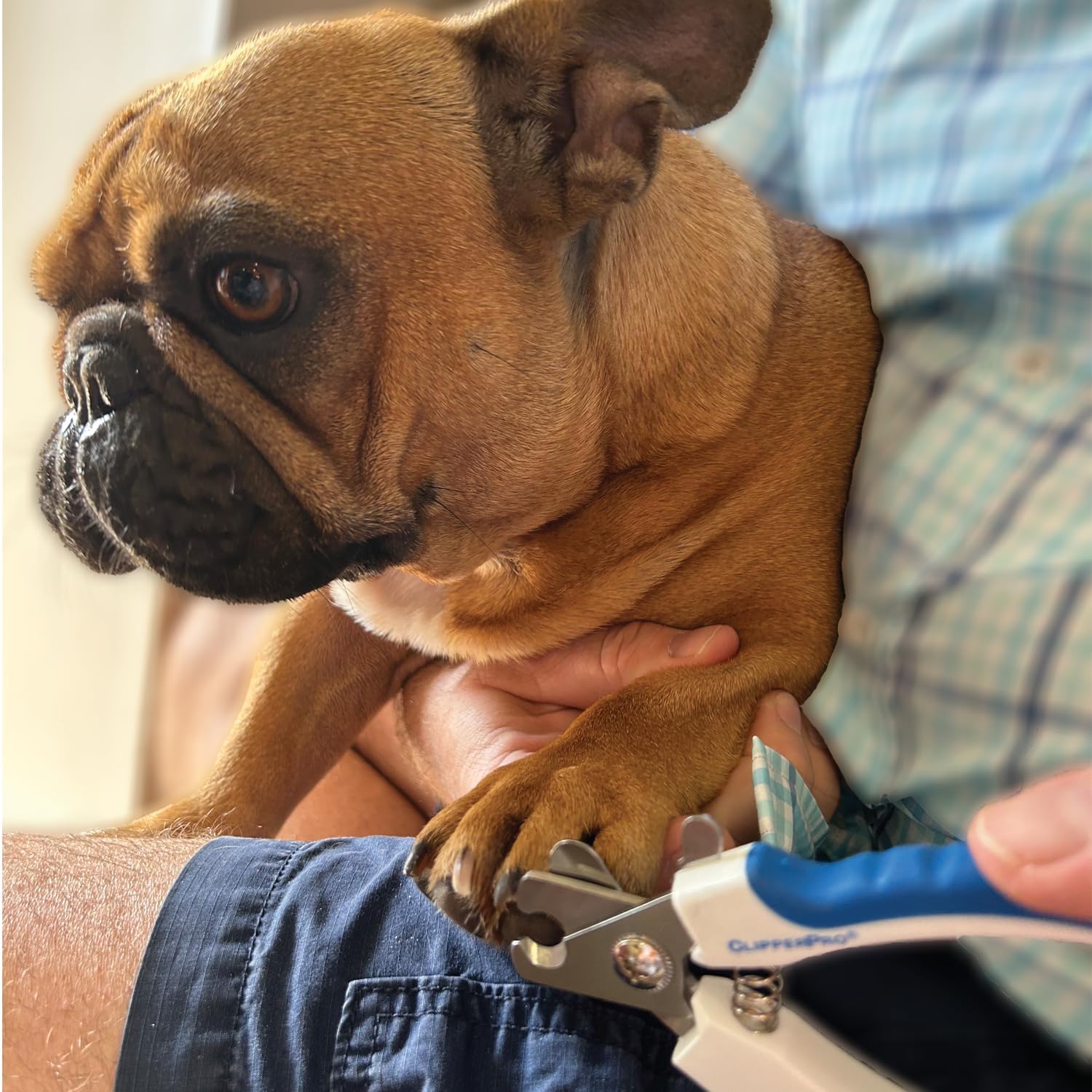 Azurro ClipperPro® Dog & Cat Pets Nail Clippers and Trimmers - Professional Pet Nail Clipper & Trimmers with Safety Guard to Avoid Over Cutting - Professional Grooming Tool for Pets - Image 6