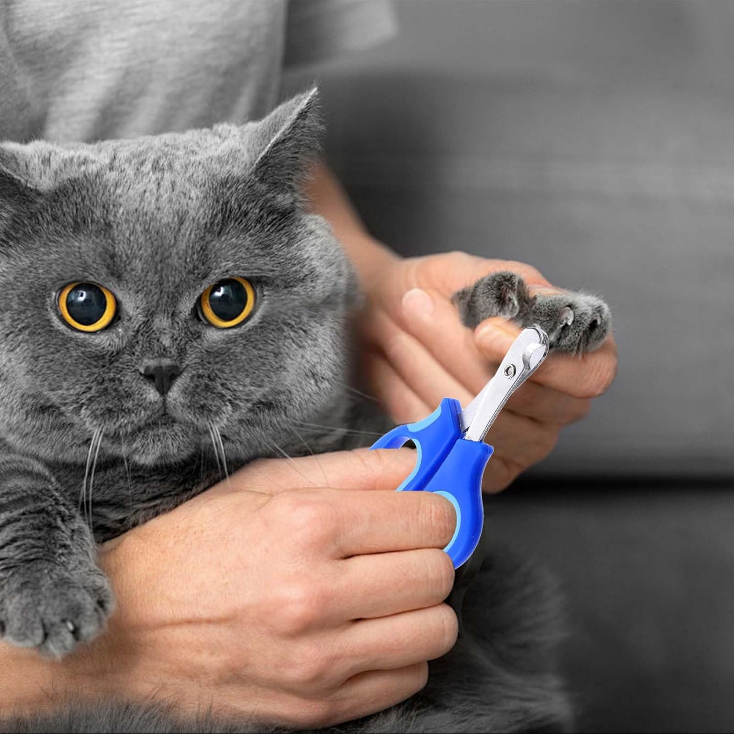 Stainless Steel Small Pet Nail Clippers Angled Edges for Cats and Bearded Dragons - Image 6
