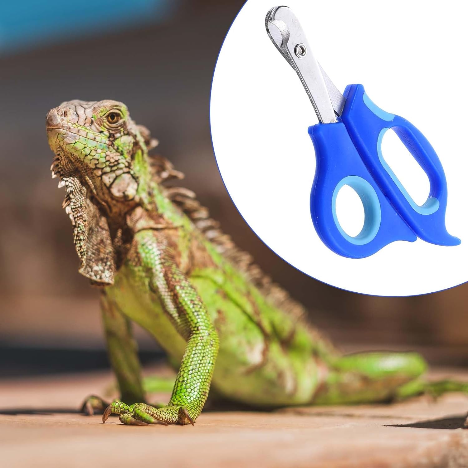 Stainless Steel Small Pet Nail Clippers Angled Edges for Cats and Bearded Dragons - Image 8