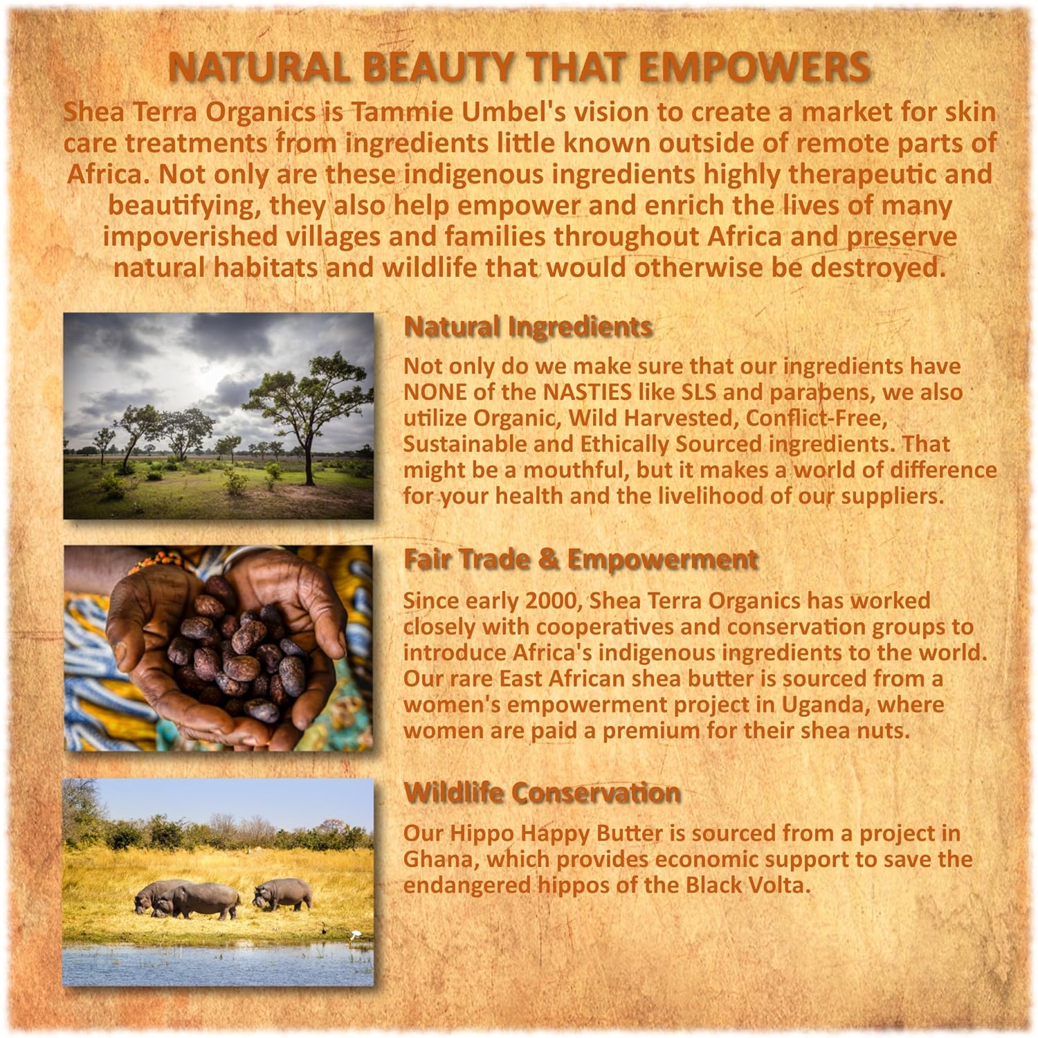 Shea Terra Organics Camel Milk Nomadic Secret Beauty Masque 5 oz Natural Anti-Aging Face Mask - Image 4