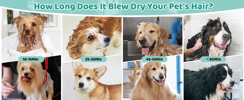 pet dryer