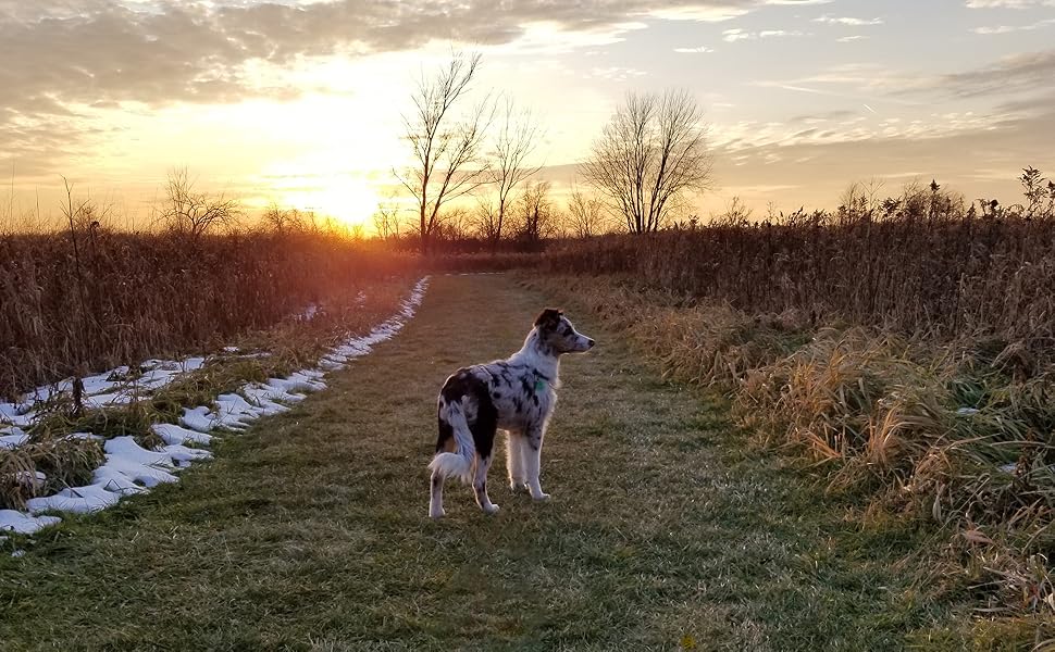 Ayude a su perro a verse y sentirse mejor con las herramientas de aseo de Horicon Pet