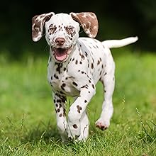 BarkLogic Spotted Dog Running