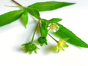 Bhringraj
