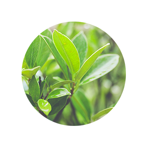 plant protection complex