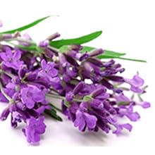 LiceLogic Lavender