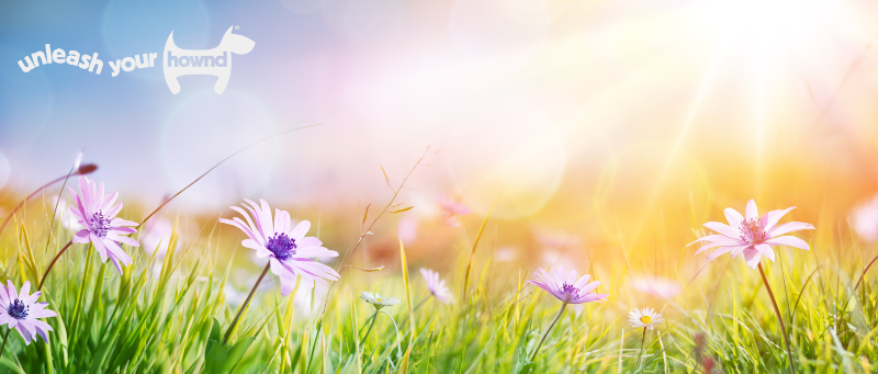 unleash your hownd natural flowers background brand story