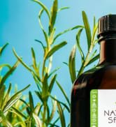 Shop Our Best Selling Rosemary Oil