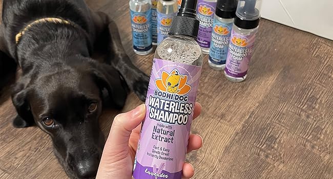 dog with waterless shampoos