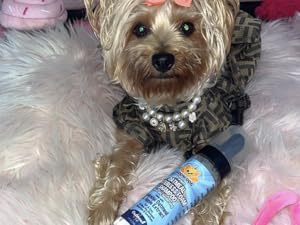dog wearing bow, pearls, and dress with waterless shampoo foam