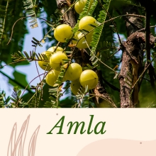 organic amla, amla powder, amla shampoo, amla