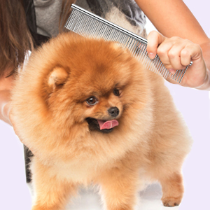 dog brush for long haired dogs