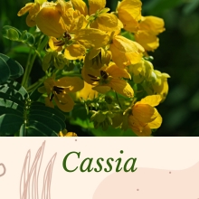 cassia for hair organic cassia cassia angustofolia